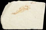 Bargain, Cretaceous Fossil Fish - Lebanon #70000-1